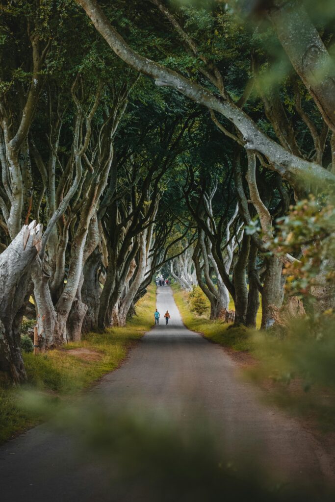 Atmospheric avenue of interlocking beech trees at The Dark Hedges in Northern Ireland.
