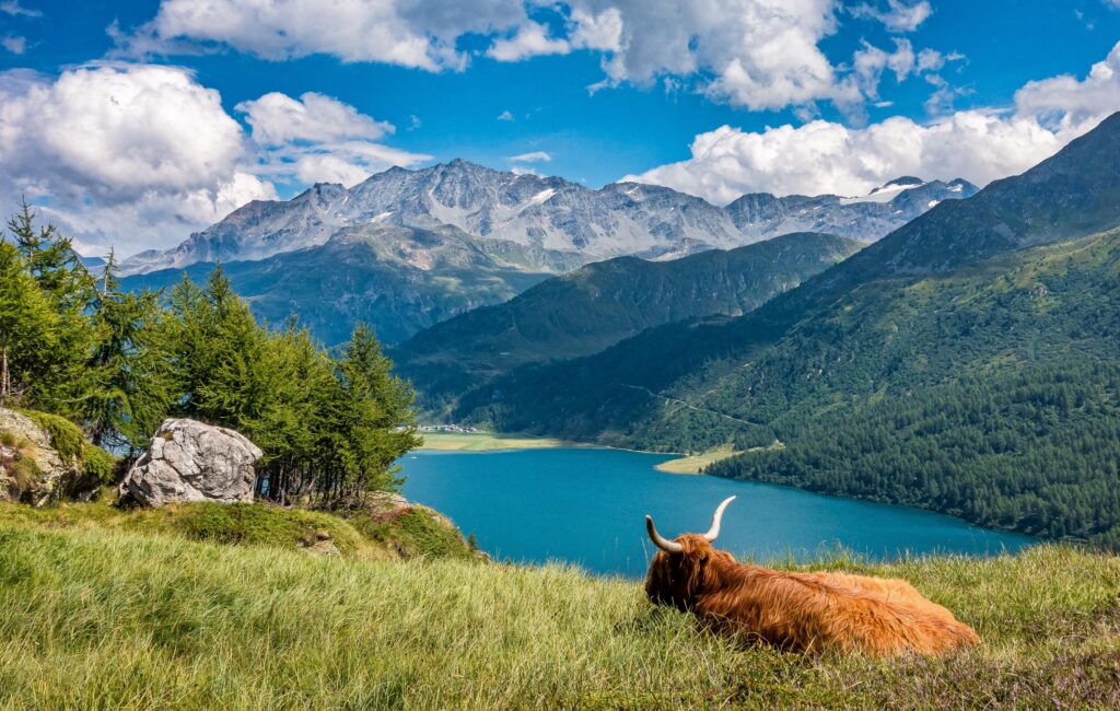 Traditional shaggy Scottish Highland cow standing before a scenic loch and mountain landscape in Scotland.