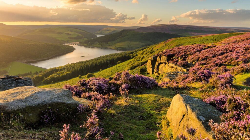 Rolling hills and purple heather in the Peak District National Park at golden hour