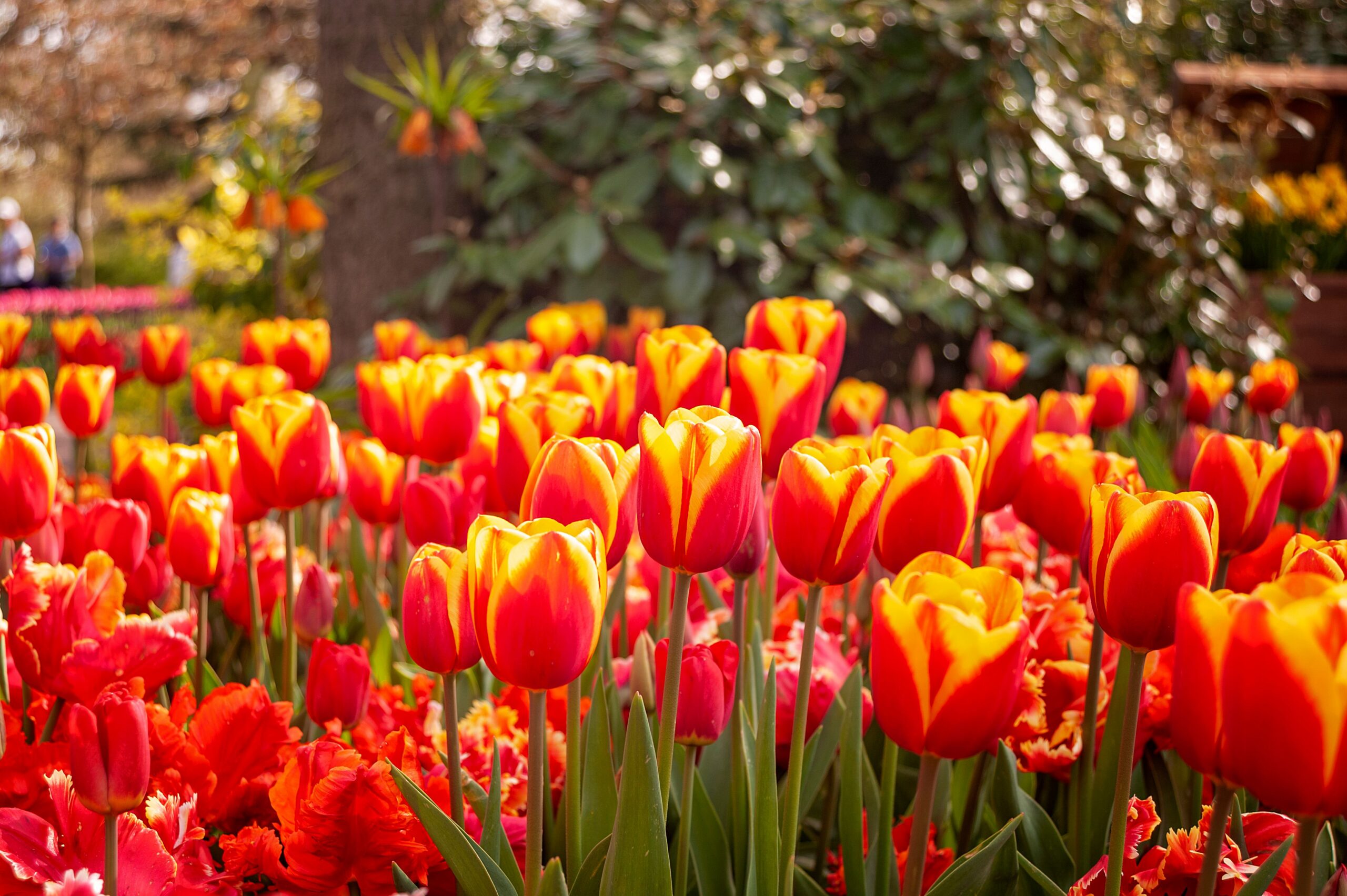 Vibrant red and orange tulips in bloom in a spring garden