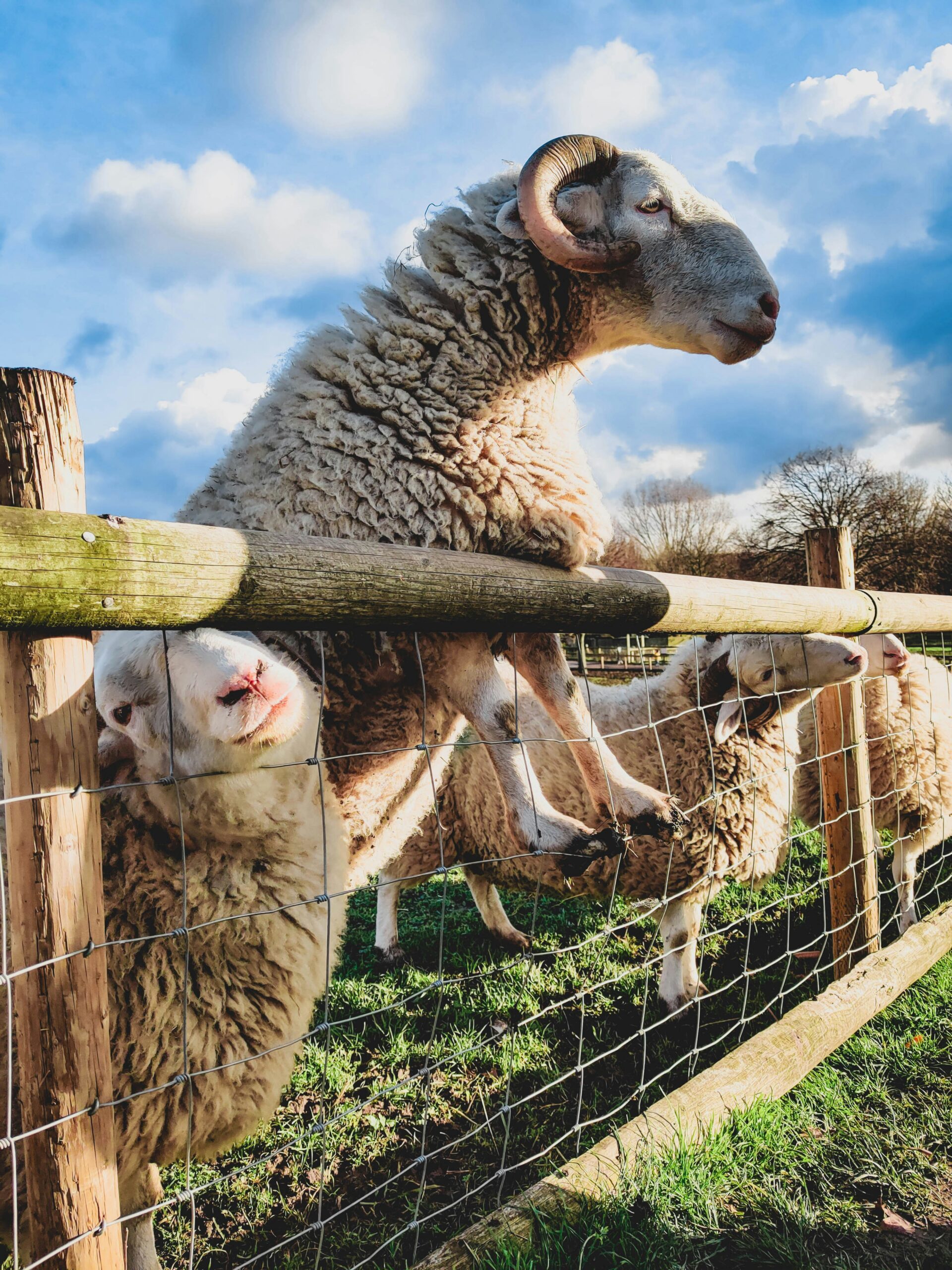 Curious sheep peering through a farm fence on a spring family visit